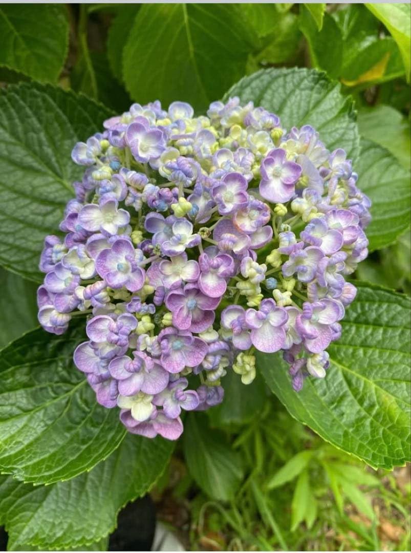 Amazon.co.jp: おたふくアジサイ 抜き苗 おたふく紫陽花 : DIY・工具